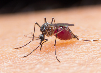 Malaria In Monsoon